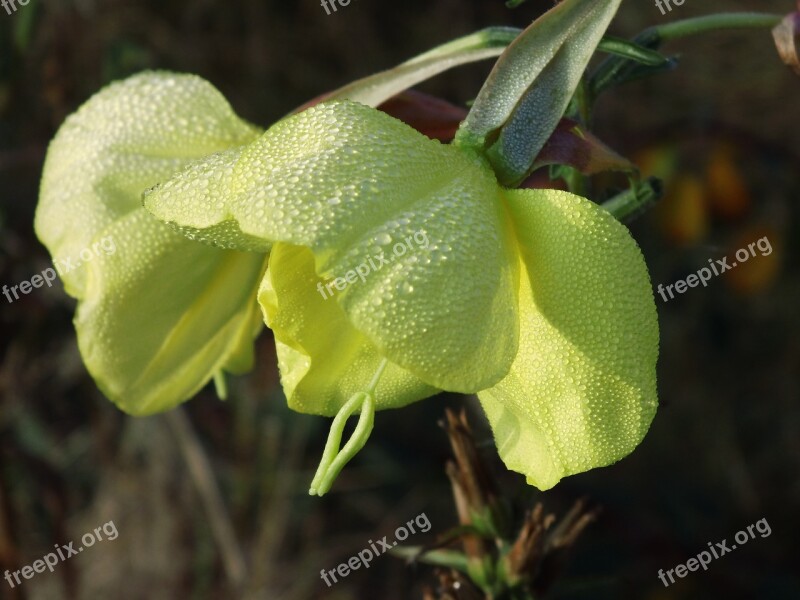 Blossom Bloom Wet Yellow Dewdrop