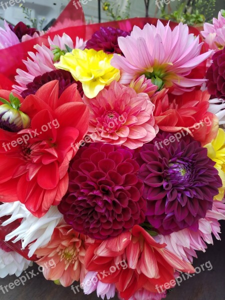 Dalia Summer Blooms Colorful Flowers Summer Flowers Free Photos