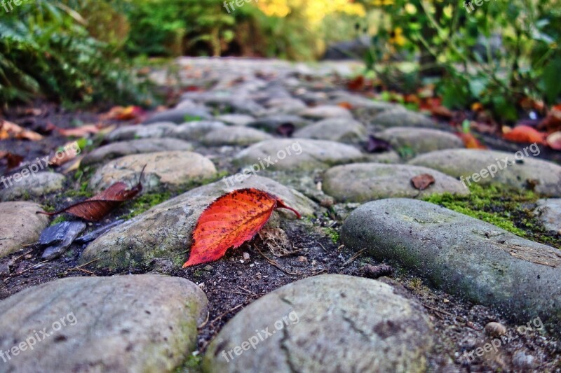 Cobblestone Footpath Park Leaf Stone