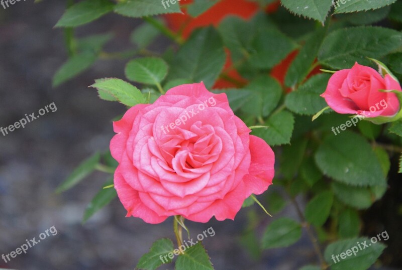 Pink Roses Flowers Green Leaves Rosebush Bouquet