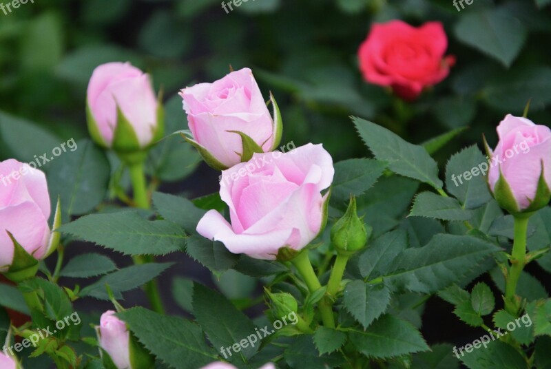 Pink Garden Flower Color Pink Buttons Roses