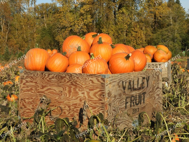 Pumpkins Crate Farm Orange Harvest