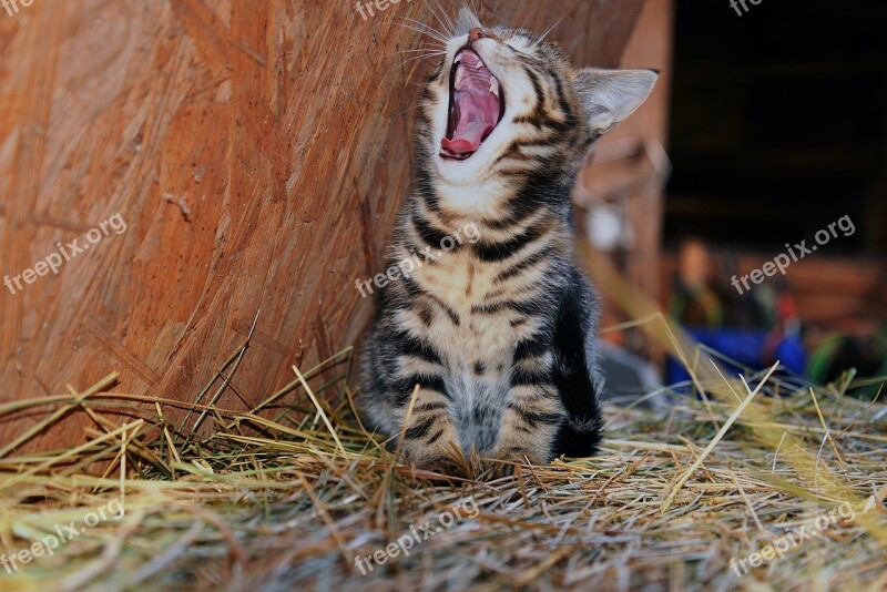 Cat Young Cat Pet Yawn Free Photos