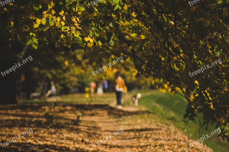 Autumn Walk Path Fall Nature