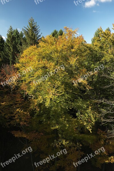 Autumn Forest Indian Summer Treetop Canopy Emerge