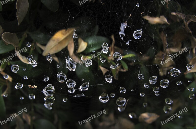 Cobwebs Dewdrop Beaded Cobweb Morgentau