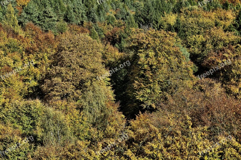 Autumn Forest Indian Summer Treetop Canopy Emerge