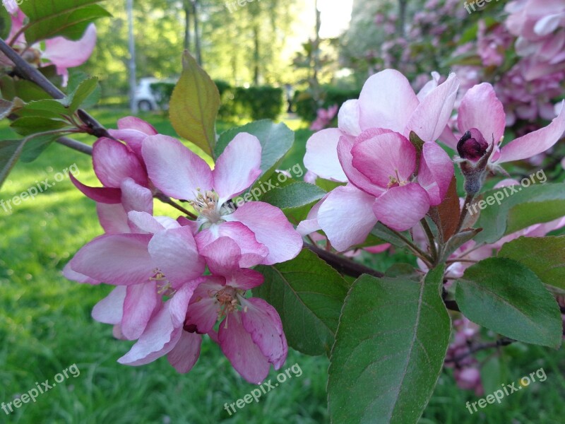 Apple Flowers Apple Tree Flowers Catherine Park Apple-blossom