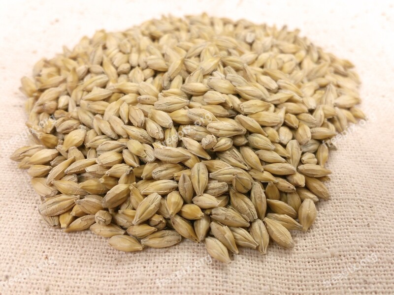 Barley Seed Grain Yellow Hordeum Vulgare