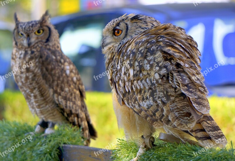 Owls Birds Falconry Plumage Bird Of Prey