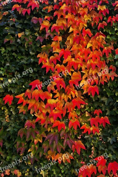 Autumn Fall Foliage Golden Autumn Leaves Colorful