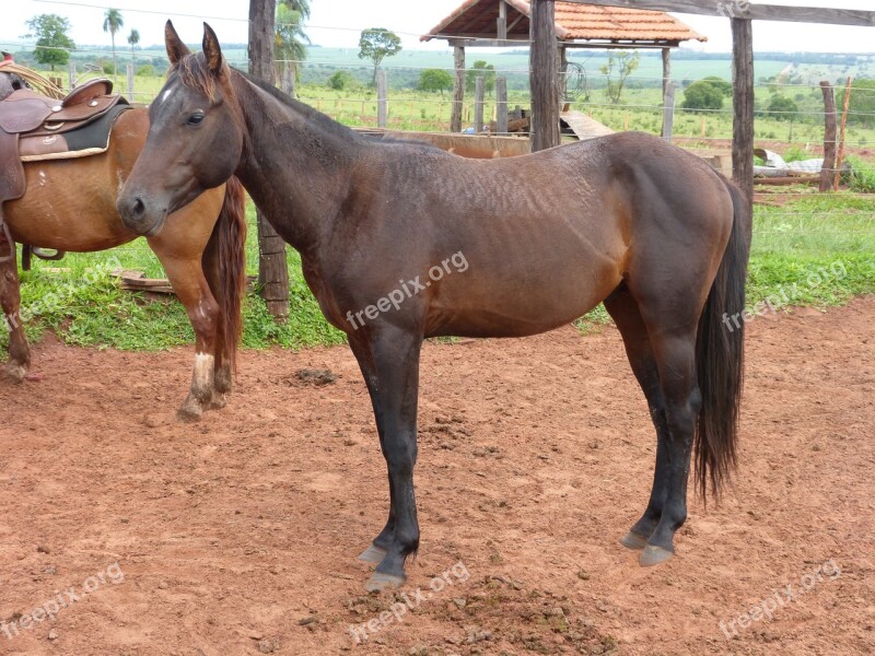 Stallion Horse Quarter Mile Colt Animal