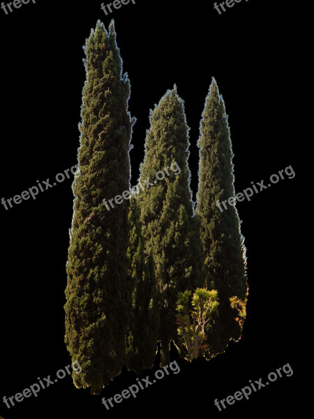 Cupressus Sempervirens Trees Mediterranean Tree Free Photos