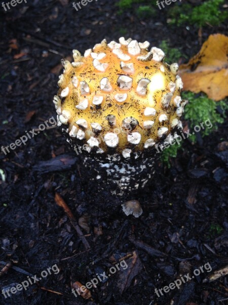 Mushroom Cap Mushroom Cap Fungus Nature