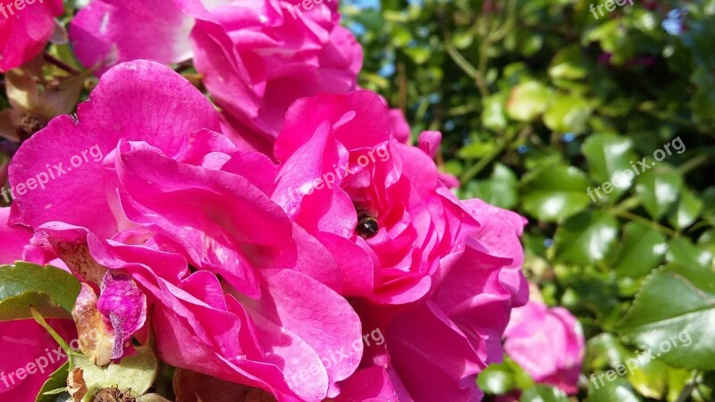 Flower Blossom Bloom Purple Purple Flower