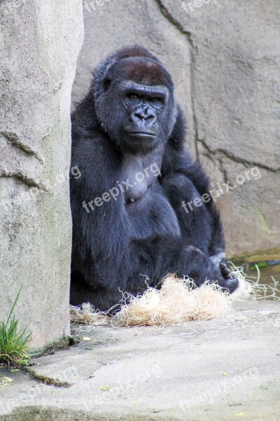 Gorilla Are You Looking At