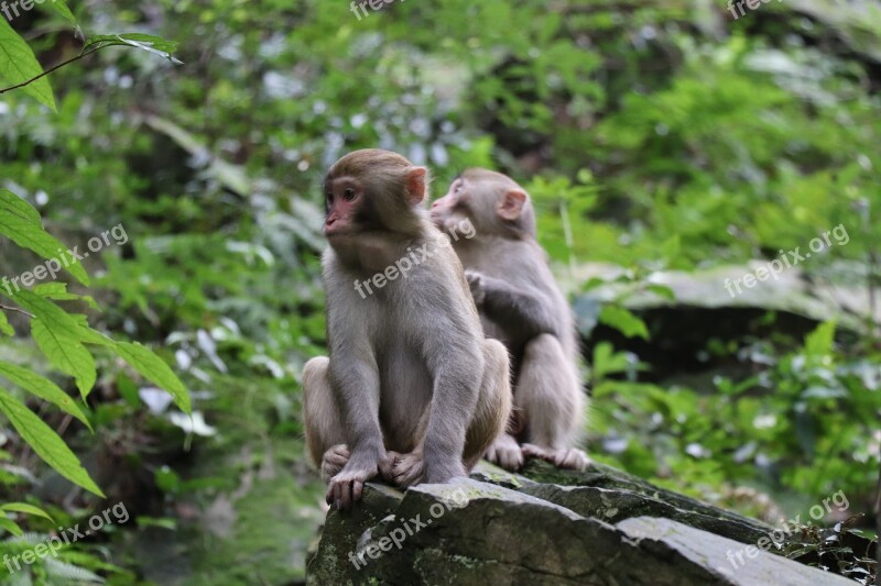 Monkey Forest Mother Father Kids