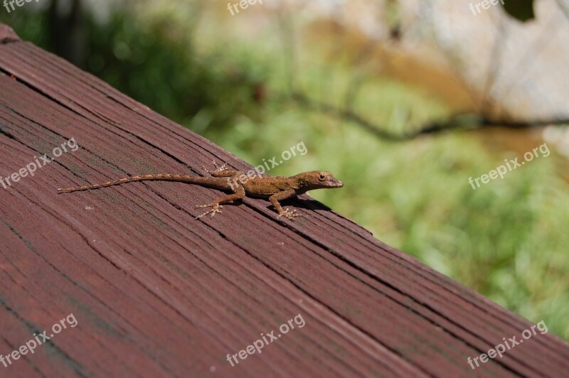 Lizard Puerto Rico Brown Animal Reptile