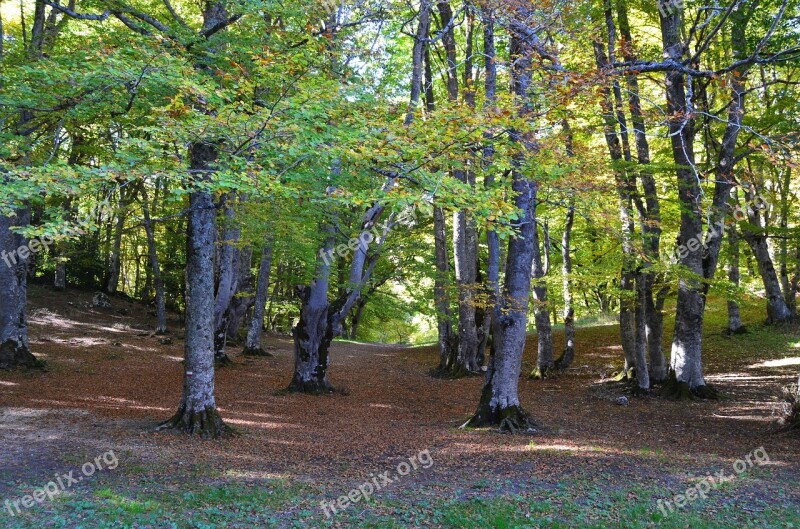 Forest Nature Underwood Autumn Woods Trees