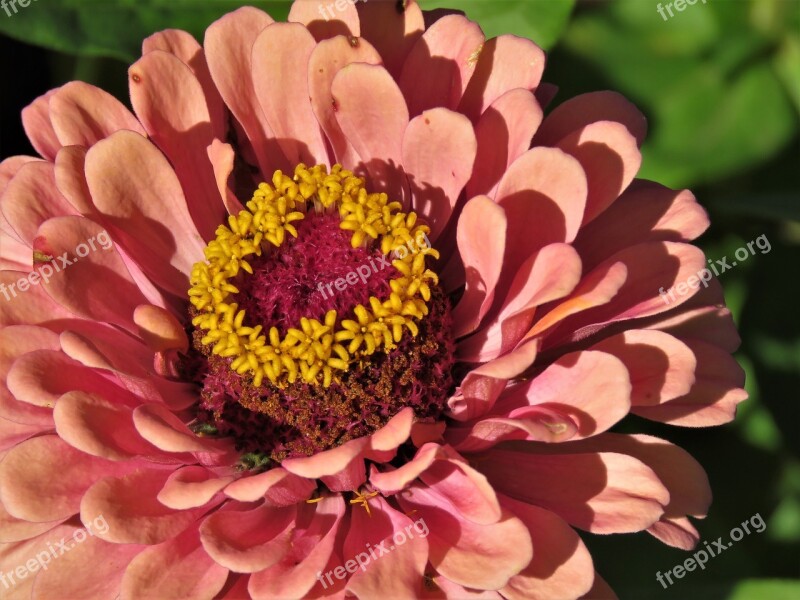 Flower Coral Pink Yellow Garden Close Up