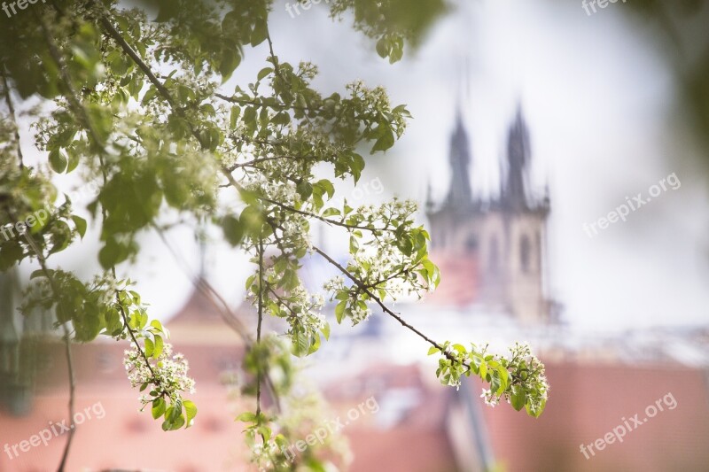 Spring Flowers City Spring Blossoms Spring Bloom