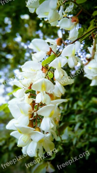 Blossom Nature Flower Flora Leaf