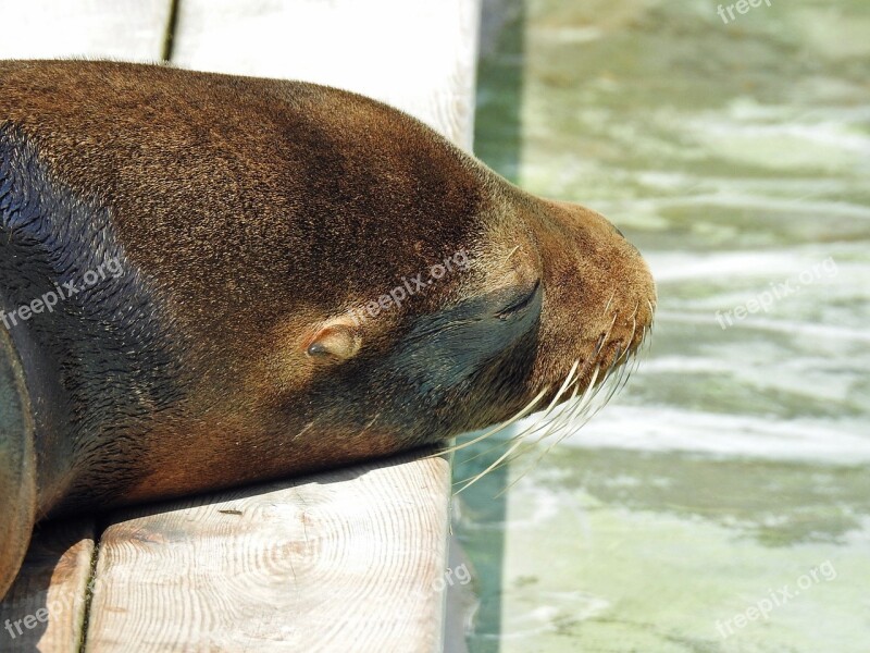 Sea ​​lion Water Animal Free Photos