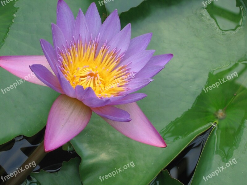 Water Lily Lotus Lotus Blossom Flower Blossom