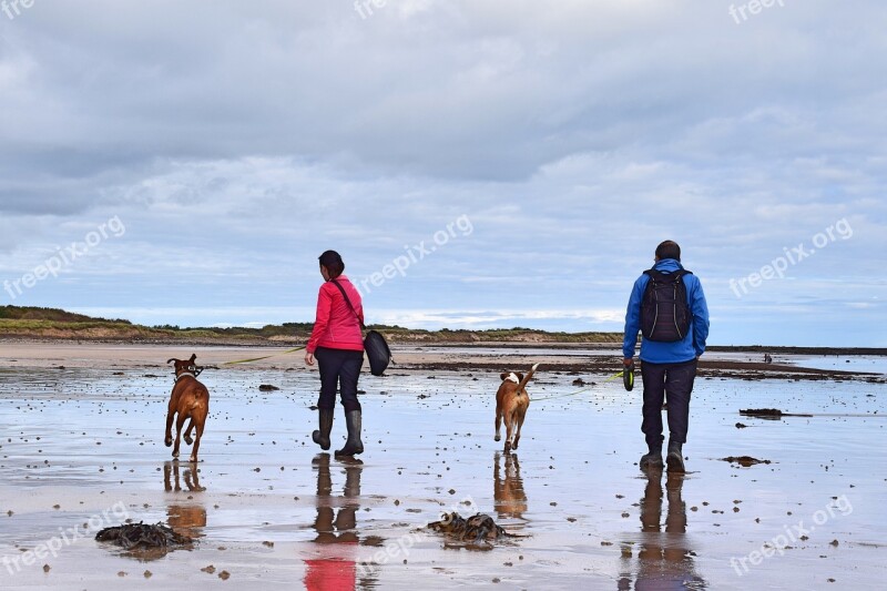 Couple Beach England Boxer Dogs Dogs