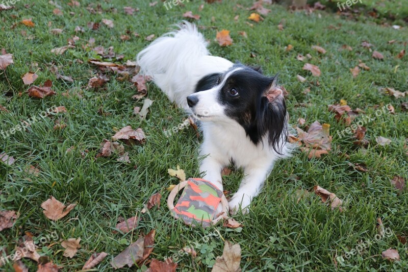 Dog Black And White Hybrid White Black Animal