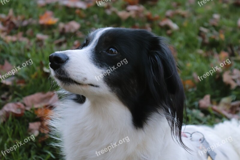 Dog Black And White Hybrid Dog Look Portrait