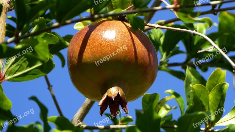 Pomegranate Apple Fruit Free Photos