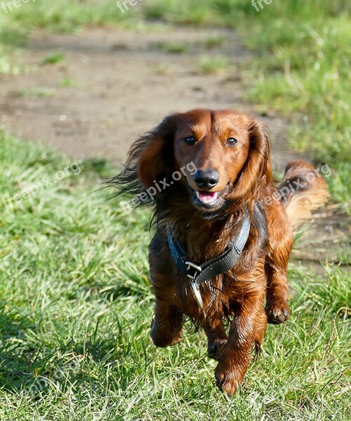 Dachshund Dachshund Dog Movement Race Play