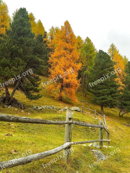 Autumn Indian Summer Golden Autumn Autumn Mood Larch