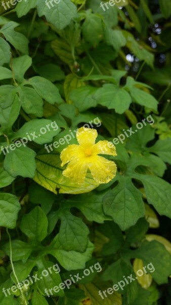 Flower Yellow Water Drops Free Photos