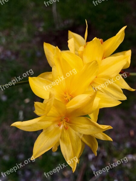 Yellow Flower Petals Flower Yellow Nature