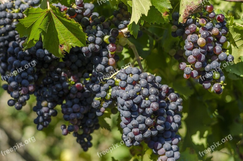 Vine Black Grapes Harvest Vineyard Cultivation