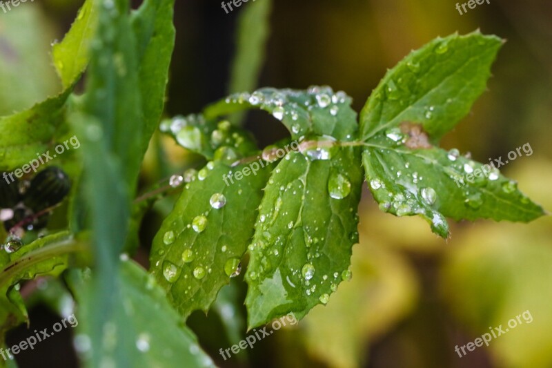 Plant Green Water Drop Nature Leaf