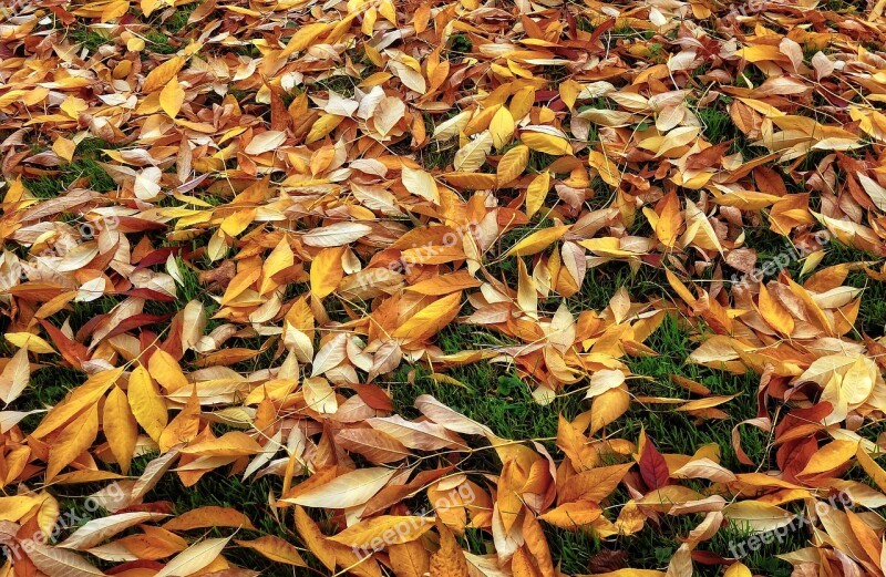 Autumn Leaves Fallen Leaves Autumn Autumn Colours Leaves On The Grass