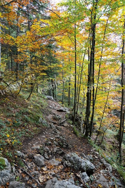 Forest Nature Monte Tamaro Forests Landscape