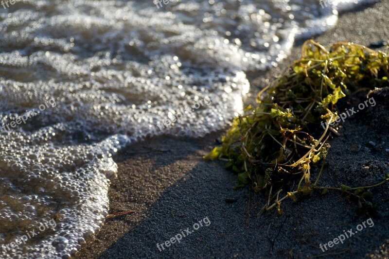 Water Beach Sand Plant Summer