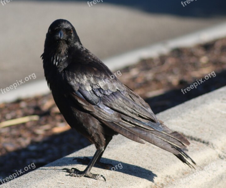 Crow Raven Wing Bird Black