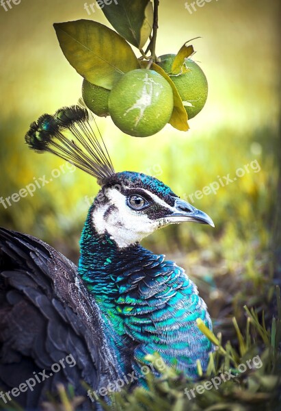 Peacock Bird Animal Nature Feather