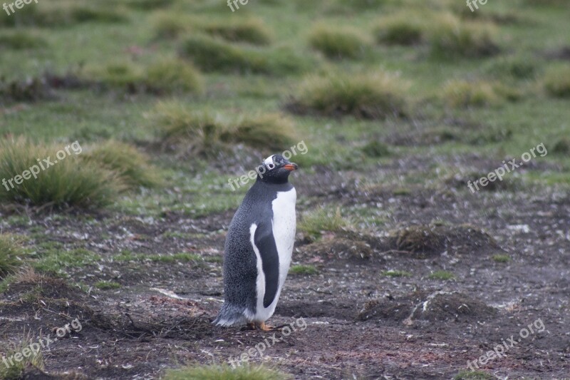 Gentoo Penguin Penguin Falkland Islands Wildlife Falkland