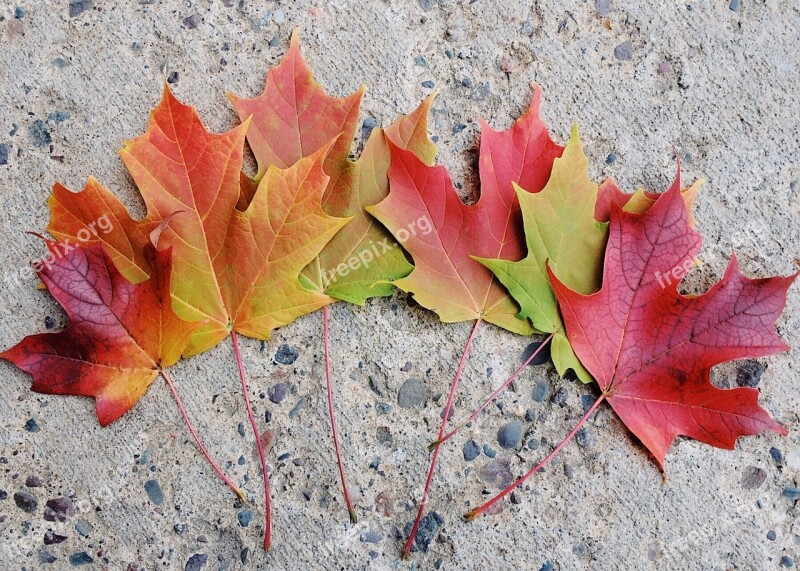 Fall Leaves Autumn Fall Leaves Background Colorful