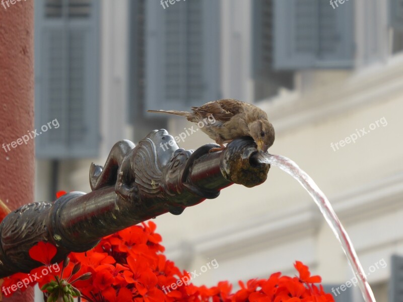 Mus Water Fountain Switzerland Drinking