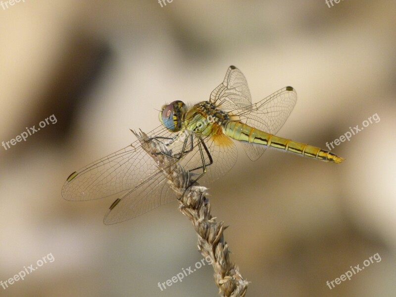 Dragonfly Marilla Dried Plant Dragonfly Flying Insect Sympetrum Fonscolombii