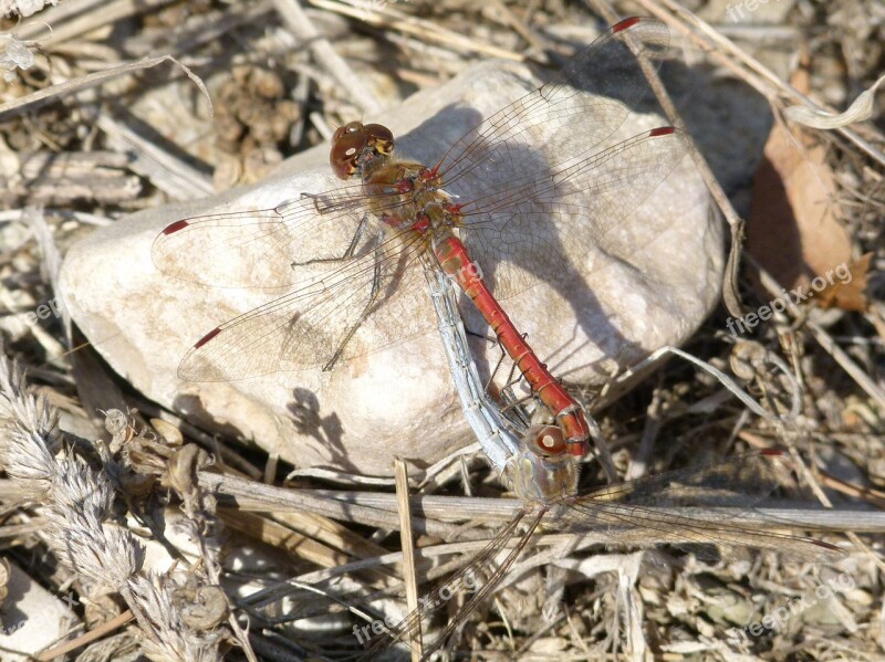 Dragonflies Mating Reproduction Ruddy Darter Dragonflies Mating