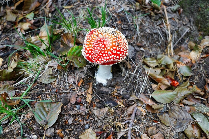 Fly Agaric Poison Toxic Mushroom Red