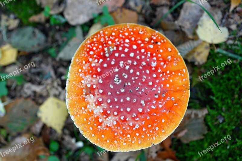 Fly Agaric Poison Toxic Mushroom Red